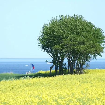 Seeschwalbe * Schönhagen